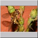 Syrphus ribesii - Grosse Schwebfliege w10.jpg